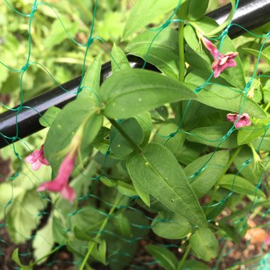 Holly's garden
