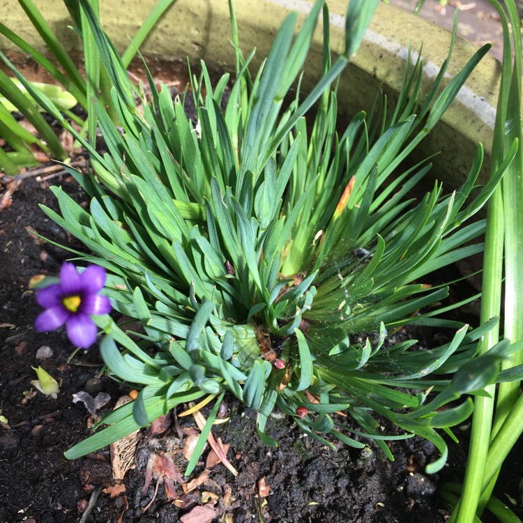 plant image 412196
