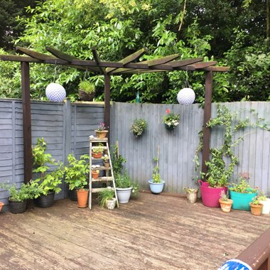 Holly's garden