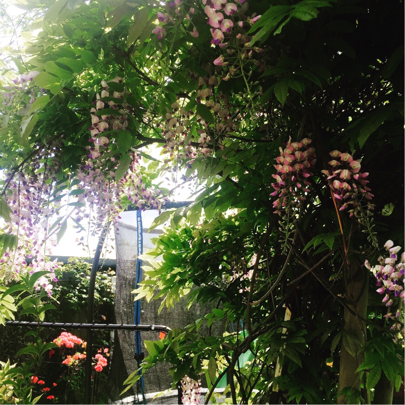 Japanese Wisteria