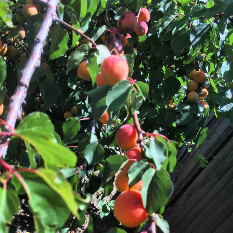 Deanna's garden