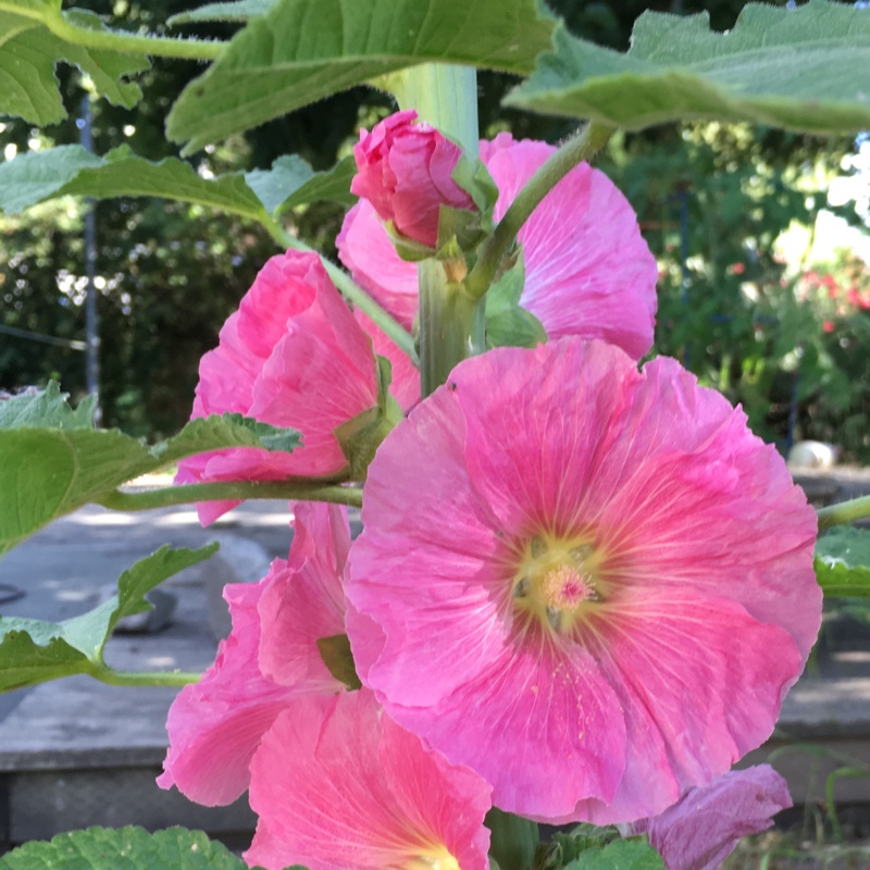 Deanna's garden