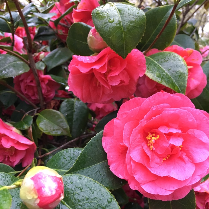 Deanna's garden