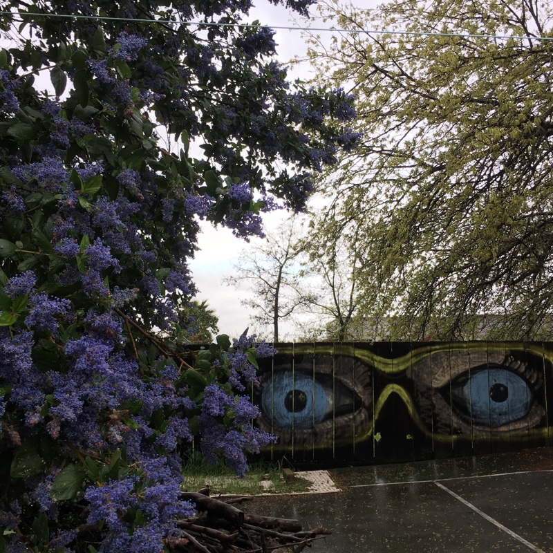 Deanna's garden