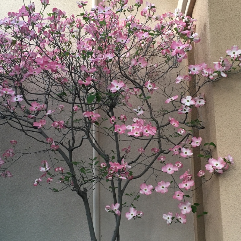 Plant image Cornus florida f. rubra