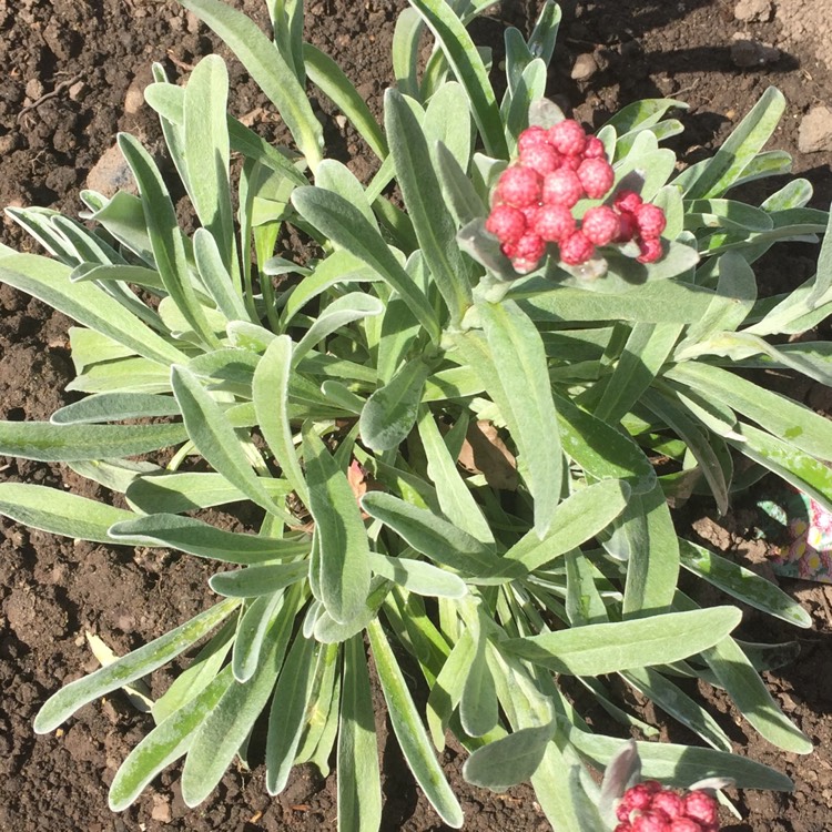 plant image 385564