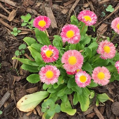 Daisy