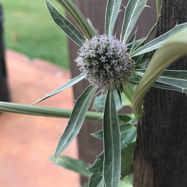 Holly's garden
