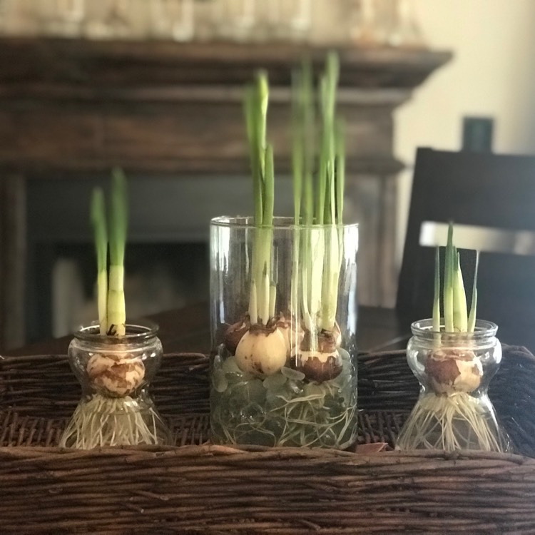 Plant image Narcissus 'Ziva'