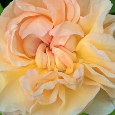 Rose 'The Lady Gardener' (Shrub)