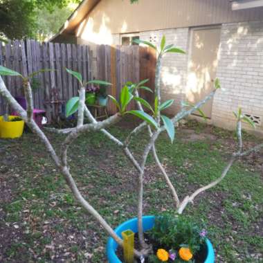 Frangipani