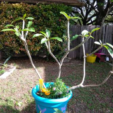 Frangipani