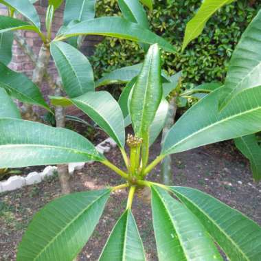 Frangipani