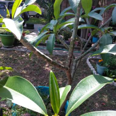 Frangipani
