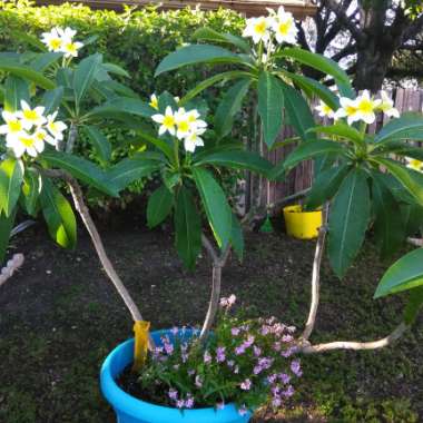 Frangipani