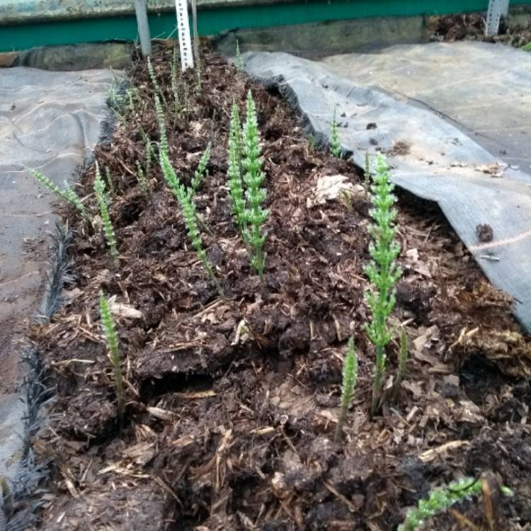 Plant image Equisetum arvense
