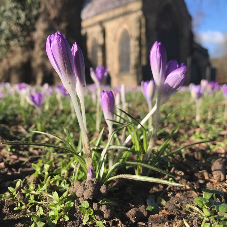 Plant image Crocus vernus