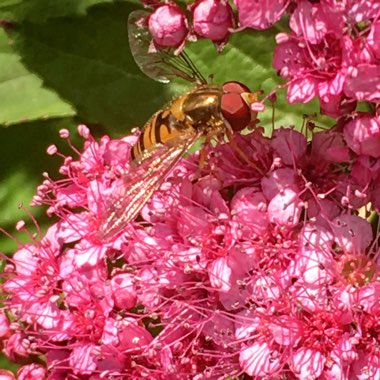 Spiraea