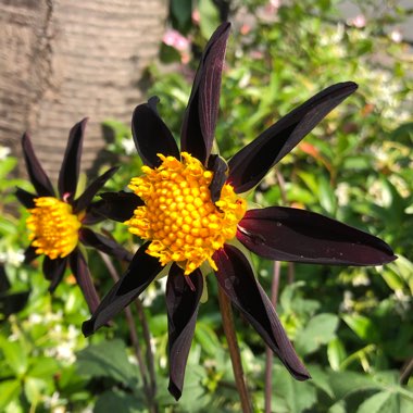 David's garden