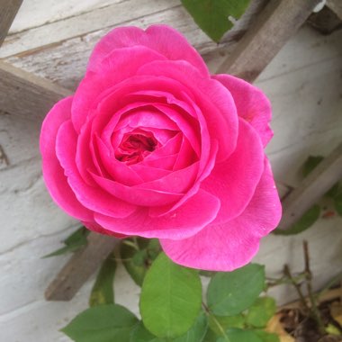 David's garden