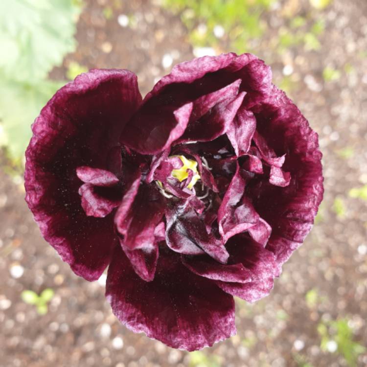 Plant image Papaver orientale 'Patty's Plum'