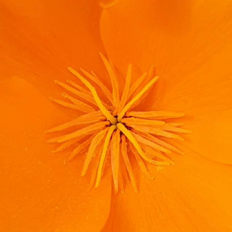 plant image 1302803