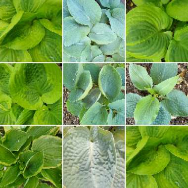 Vonnie's garden