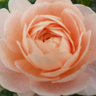 Rosa 'Austiger' syn. Rosa 'Queen of Sweden'
