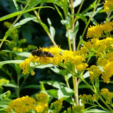 Plant image Solidago