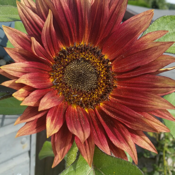 Plant image Helianthus annuus 'Autumn Beauty'