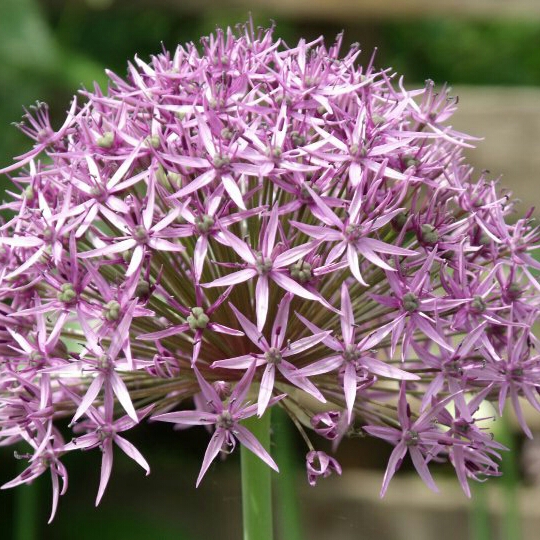 Plant image Allium 'Globemaster'