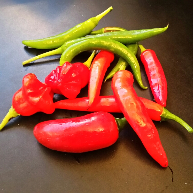 Plant image Capsicum Annuum 'Jalapeno'