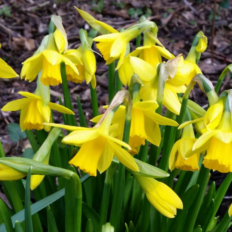Plant image Narcissus 'February Gold'
