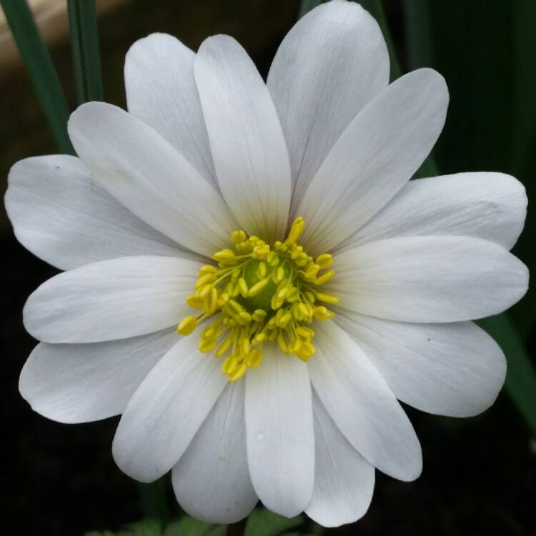 Plant image Anemone blanda 'White Splendour'