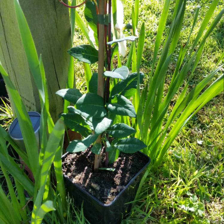 Plant image Lonicera periclymenum 'Belgica Select'