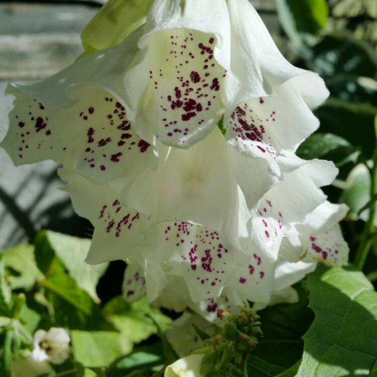Plant image Digitalis purpurea 'Alba'