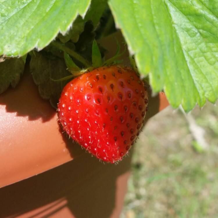 Plant image Fragaria vesca