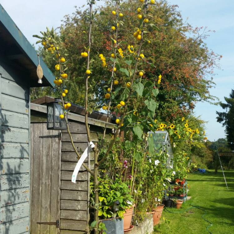 Plant image Malus x zumi 'Golden Hornet'
