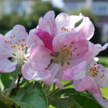 Plant image Malus x zumi 'Golden Hornet'