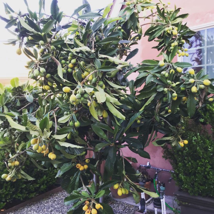 Plant image Eriobotrya japonica