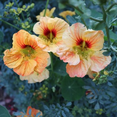 Tropaeolum majus