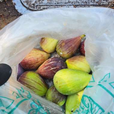 Ficus carica