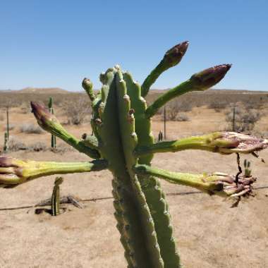 Cereus repandus syn. Cereus peruvianus