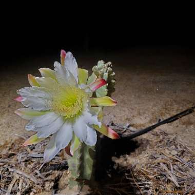 Cereus repandus syn. Cereus peruvianus