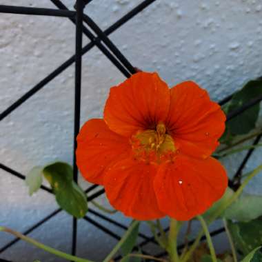 Tropaeolum majus
