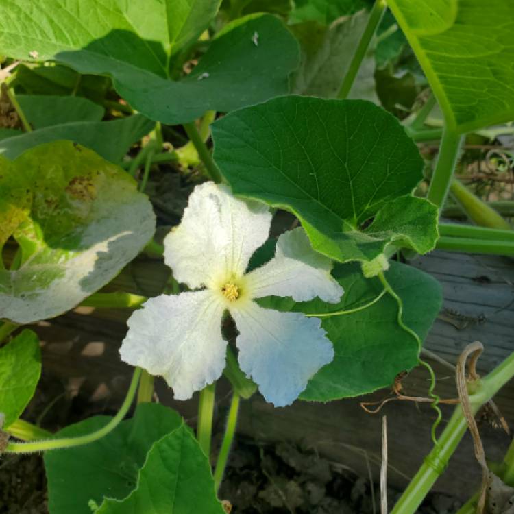 Plant image Lagenaria siceraria