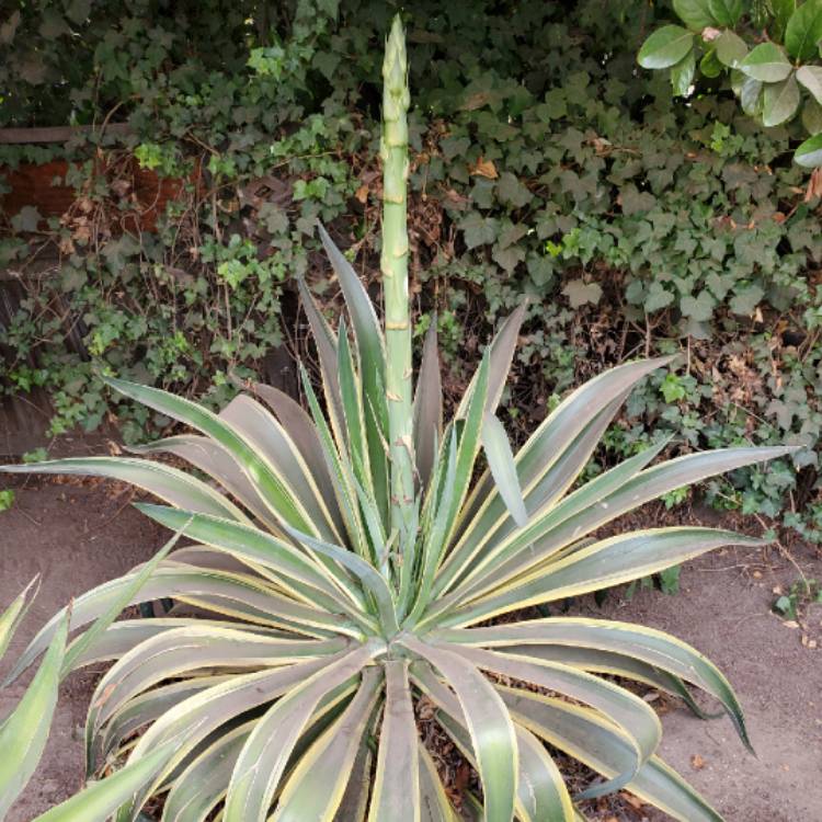 Plant image Agave Americana 'Marginata'