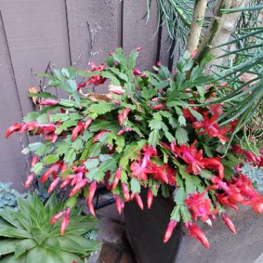 Schlumbergera truncata