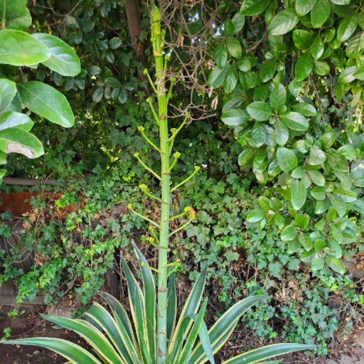 Plant image Agave Americana 'Marginata'
