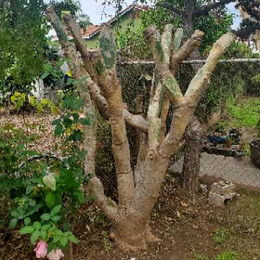Opuntia cochenillifera syn. Nopalea cochenillifera